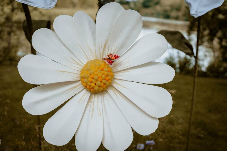 een lieveheersbeestje dat op een witte bloem zit