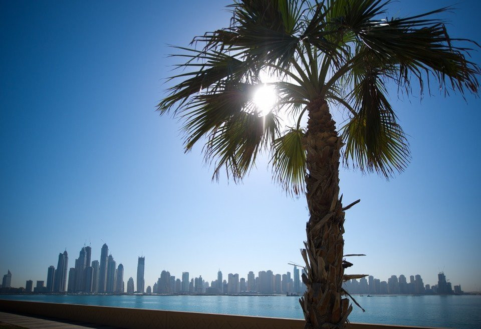 palmboom voor de stadshorizon