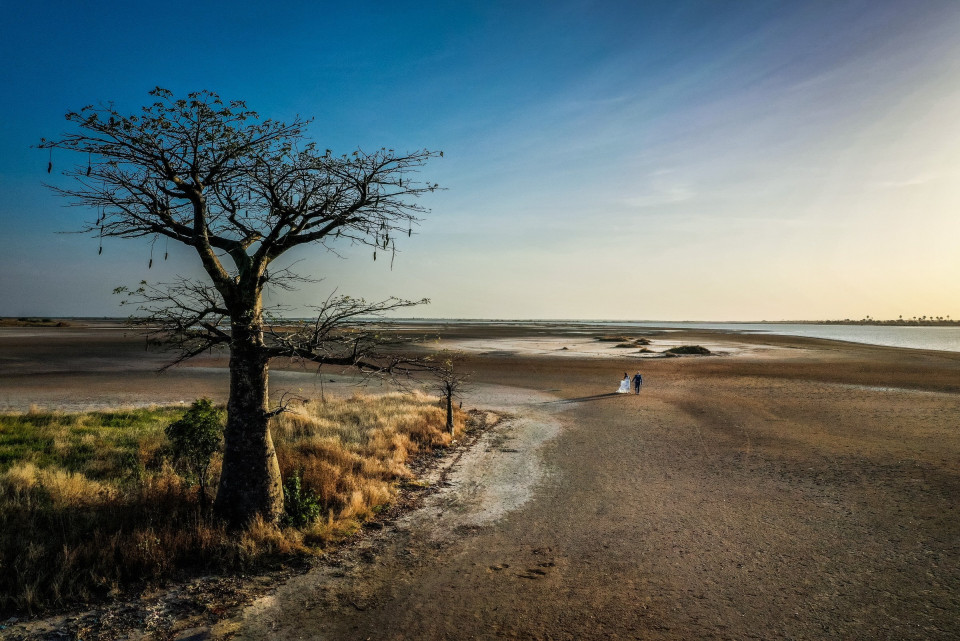 een eenzame boom staat op het strand bij zonsondergang