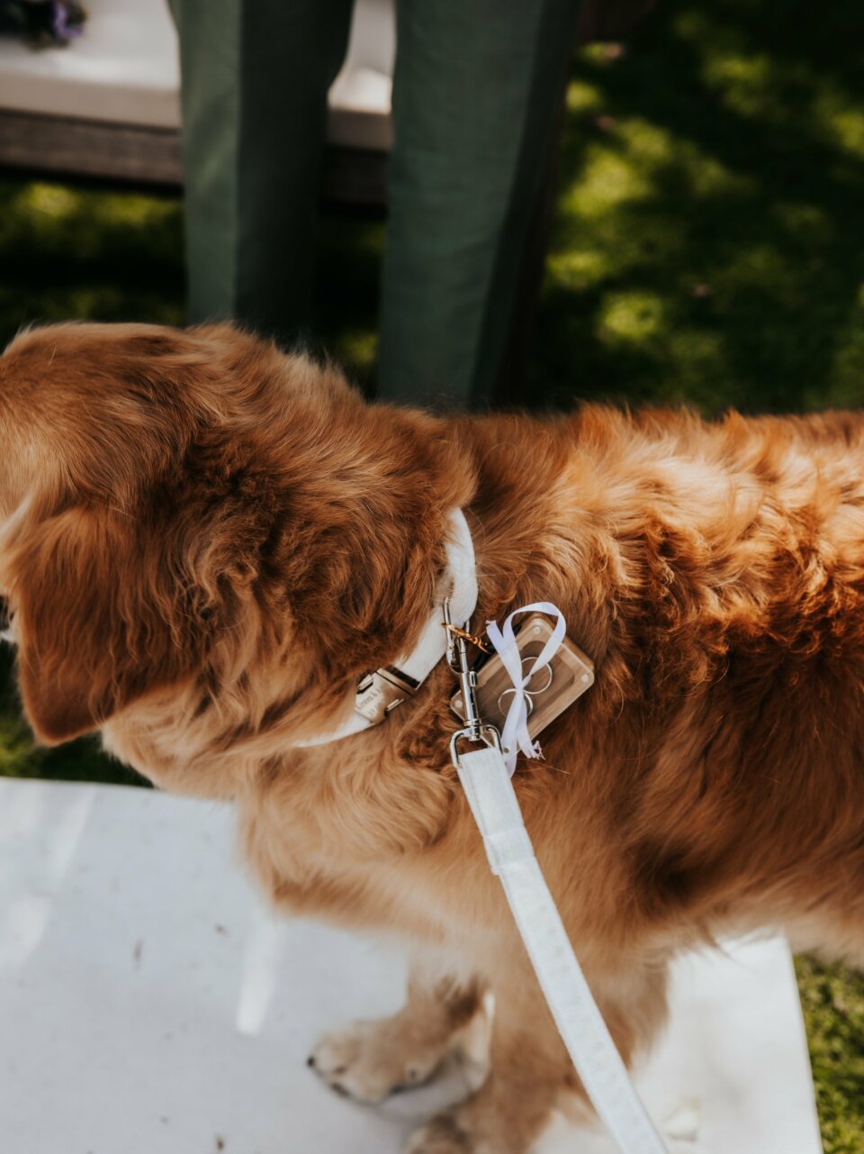een close-up van een bruine hond met een witte lijn