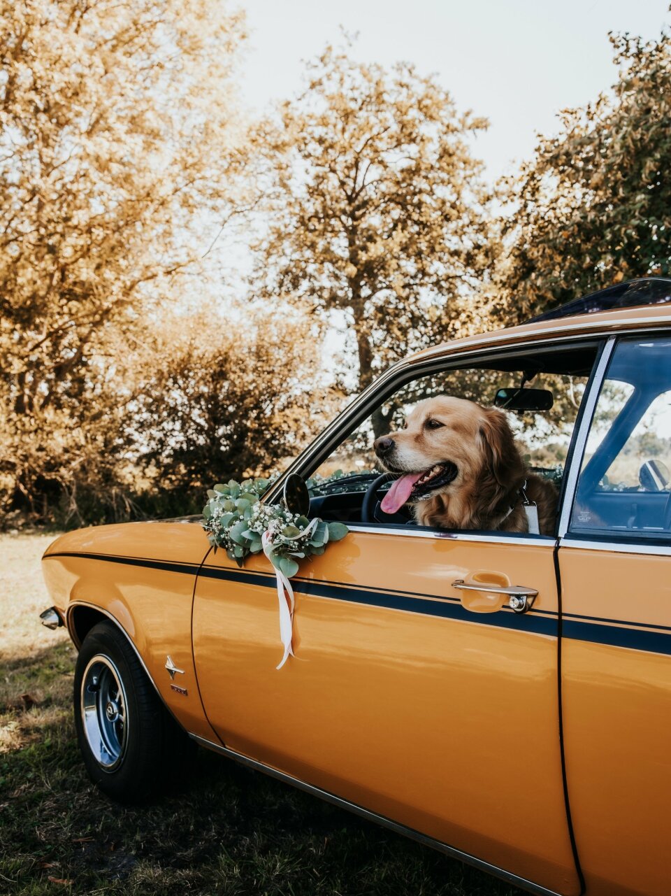 een hond die zijn hoofd uit het raam van een auto steekt