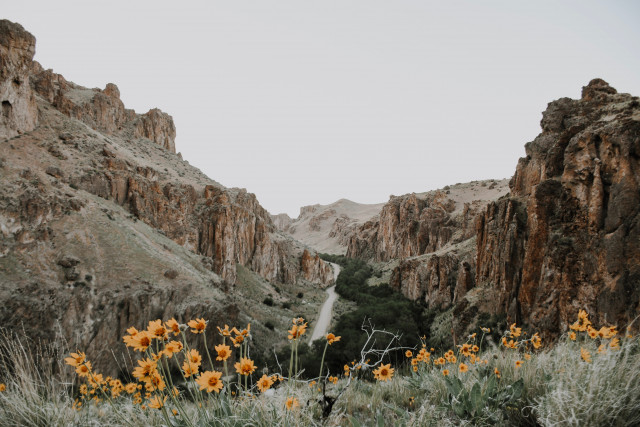 Berglandschaft mit kleinen orangenen Blumen