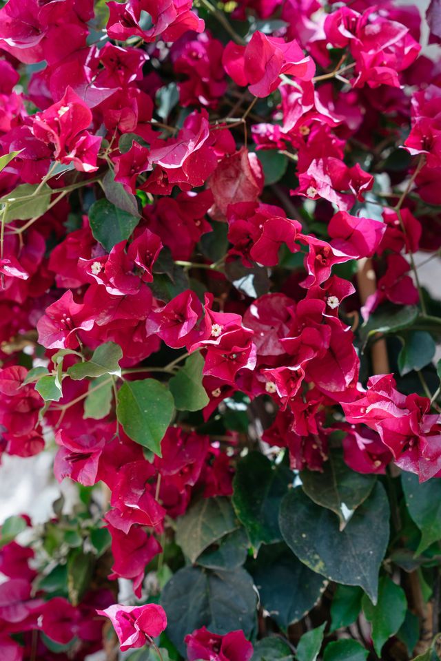 Lush bright pink bougainvillea with green leaves against a sunny wall.