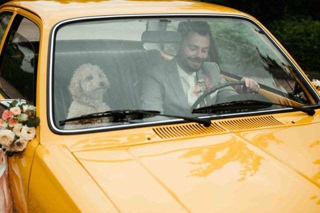 A groom sits behind the wheel of a vintage car with a fluffy white poodle in the passenger seat.