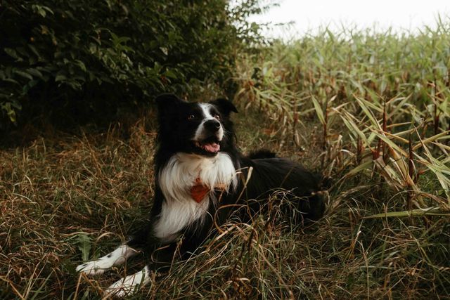 A black and white Border Collie lies happily in tall grass on the couple's wedding day.