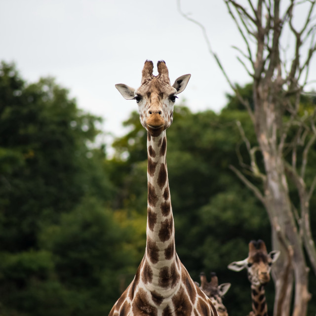 Giraffe