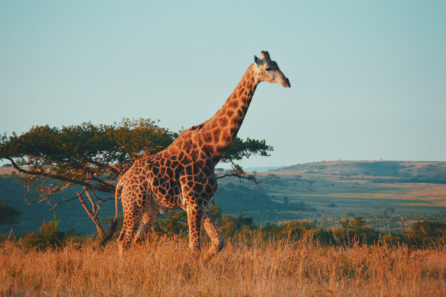 Giraffe in Südafrika in der Savanne