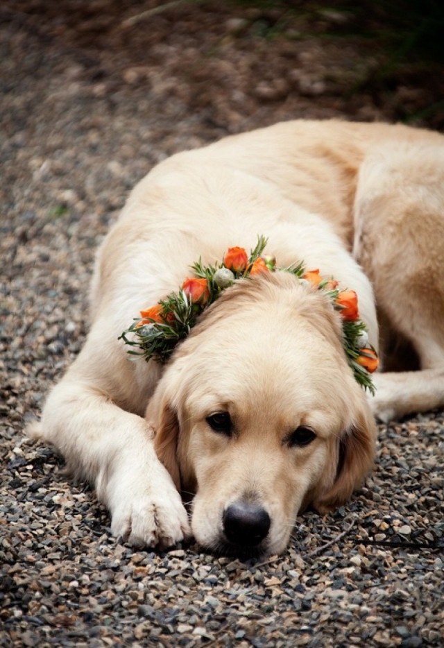 trouwfoto van labrador