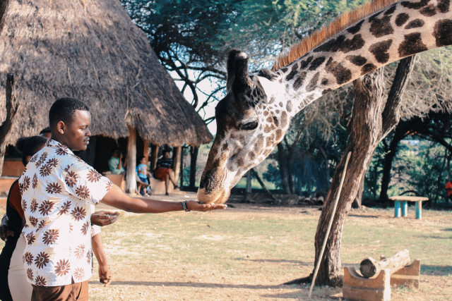 Mann füttert Giraffe