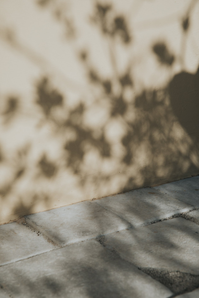 A detail of the shadow of flowers cast on a light wall.