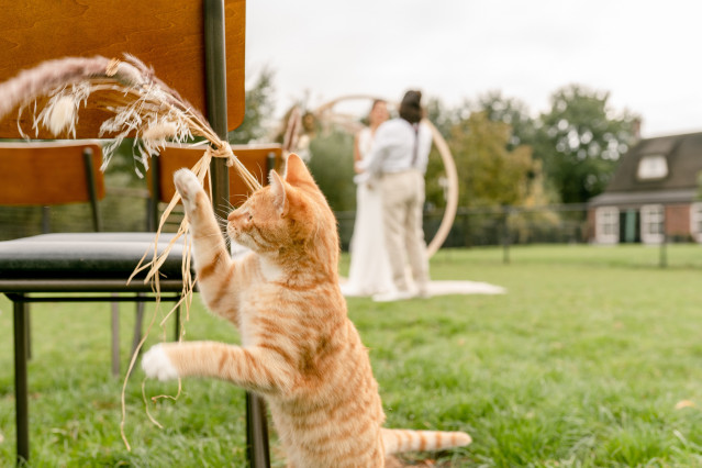 kat op bruiloft tijdens ceremonie