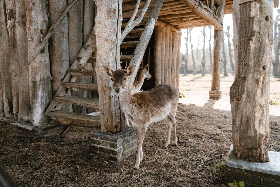 Trouwlocatie Orangerie Elswout impressie 3