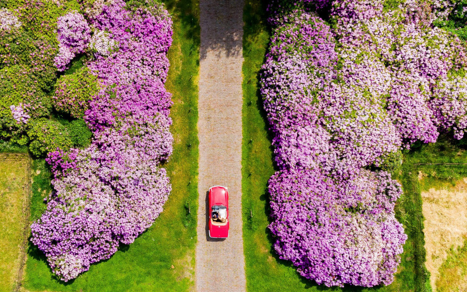 een luchtfoto van een auto die door een veld met paarse bloemen rijdt