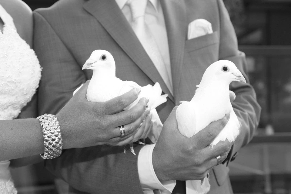 Bruidsduiven loslaten bij de ceremonie