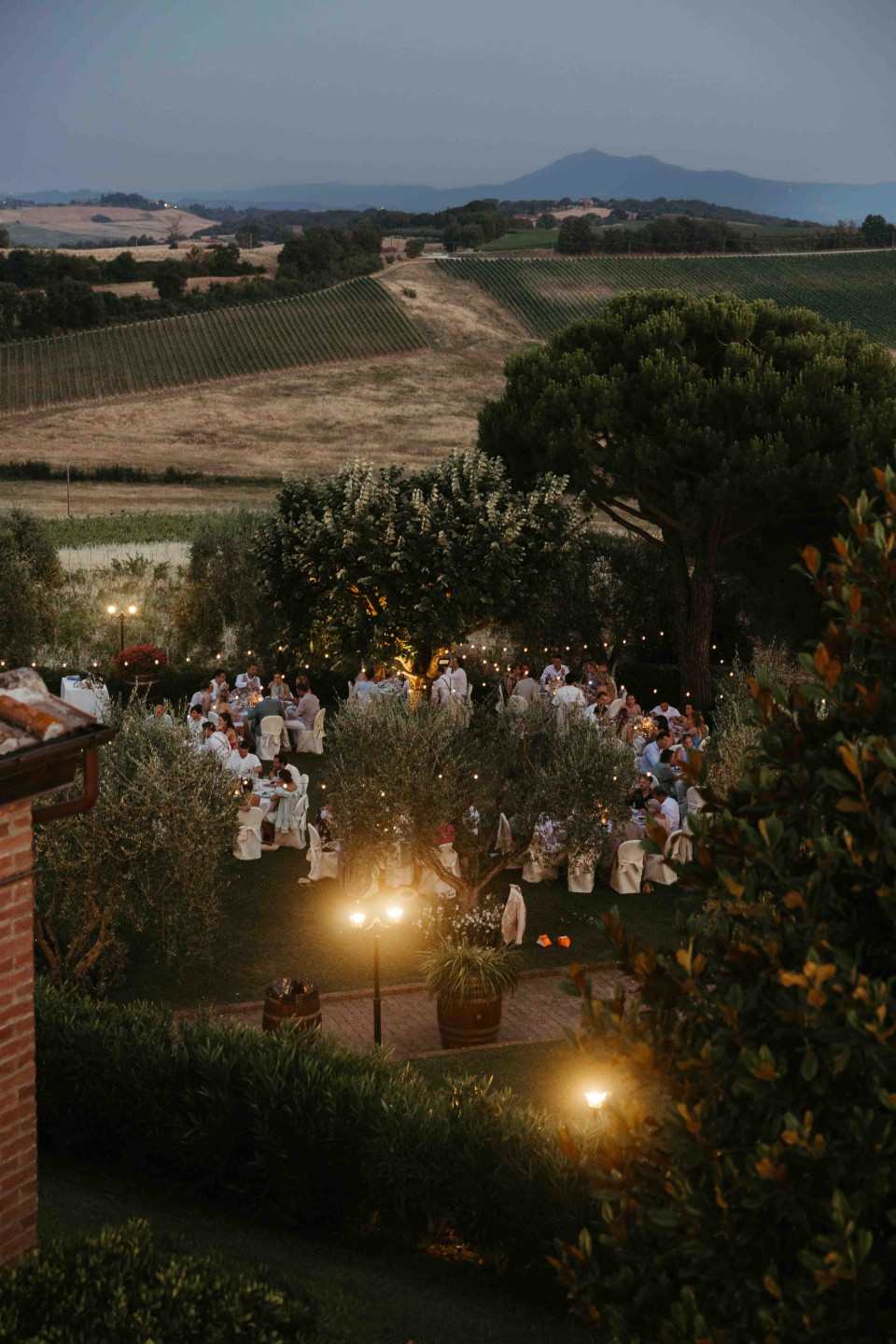 Vineyard Wedding Guide: Romance Among the Vines with Expert Planning Tips
