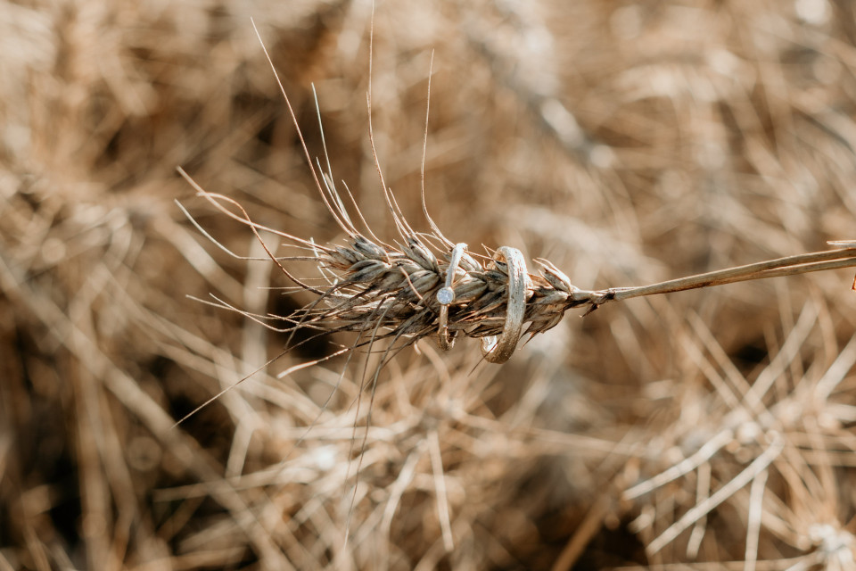 een close-up van een tarweveld met een enkele stengel