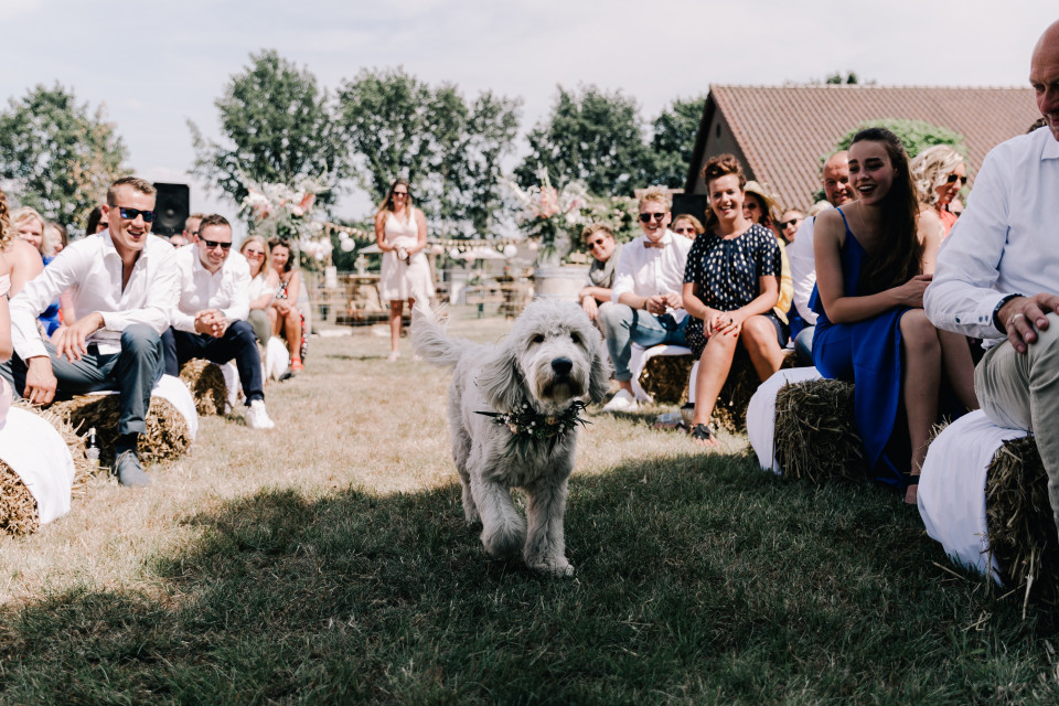 een hond loopt door het gangpad op een bruiloft