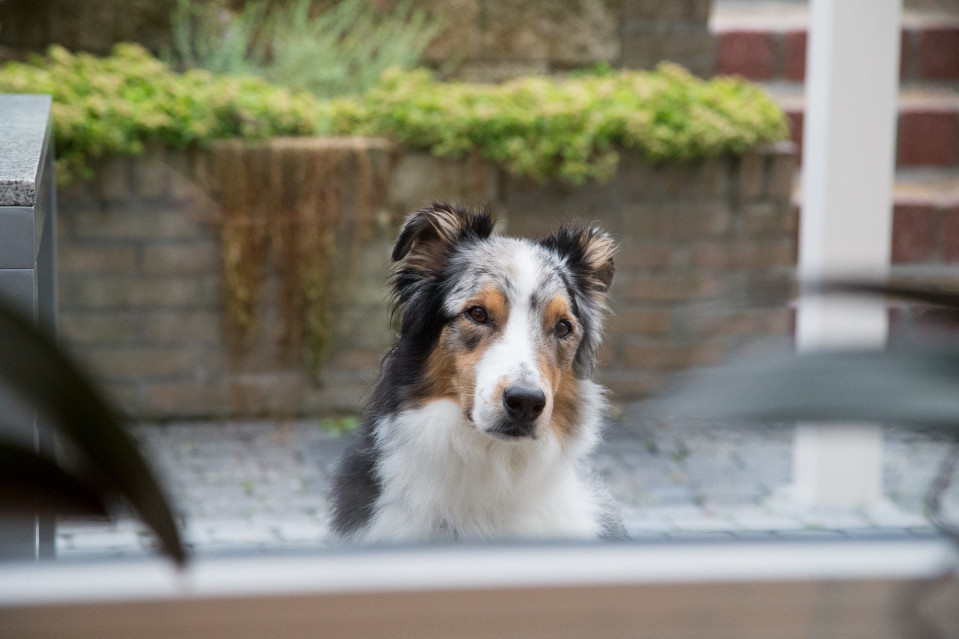 een hond die uit het raam kijkt