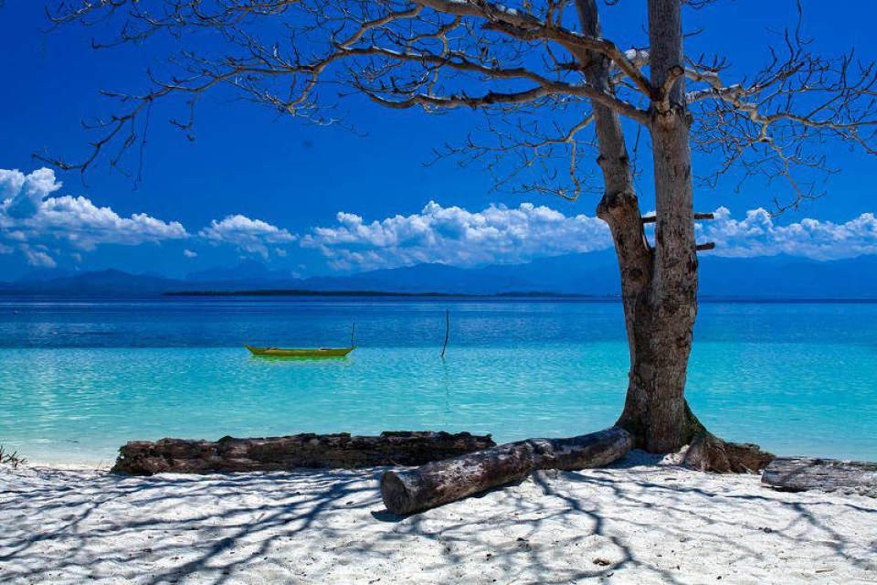 een boom staat op het strand naast een boot