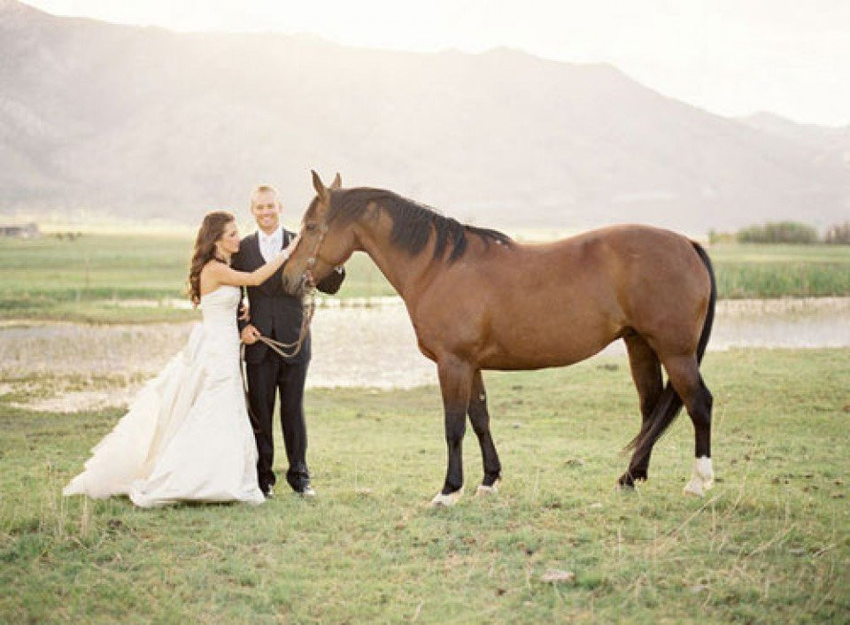 een prachtige trouwdag met paarden