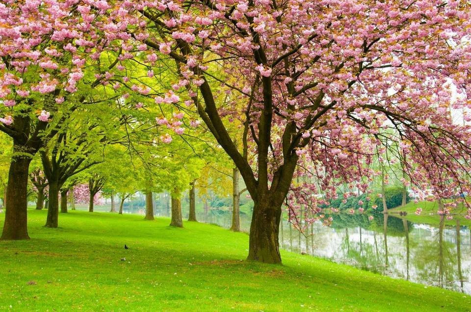 een park met bomen en bloemen langs de rivier